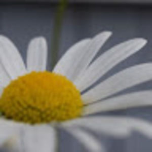 Meet your Posher, Kelleigh